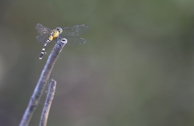 Dragonfly - Erythrodiplax attenuata