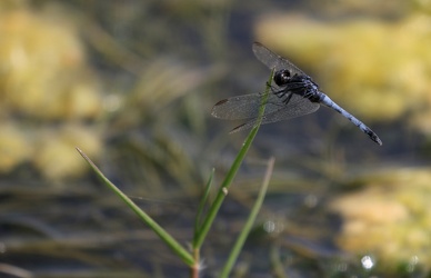 Dragonfly - Erythrodiplax sp.? (cleopatra?)