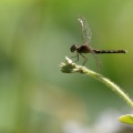 Dragonfly - Erythrodiplax sp. (basalis?)