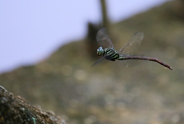 Dragonfly - Aphylla producta