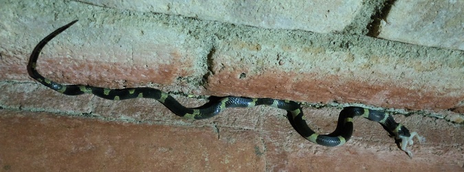 Snake - Leptodeira nigrofasciata