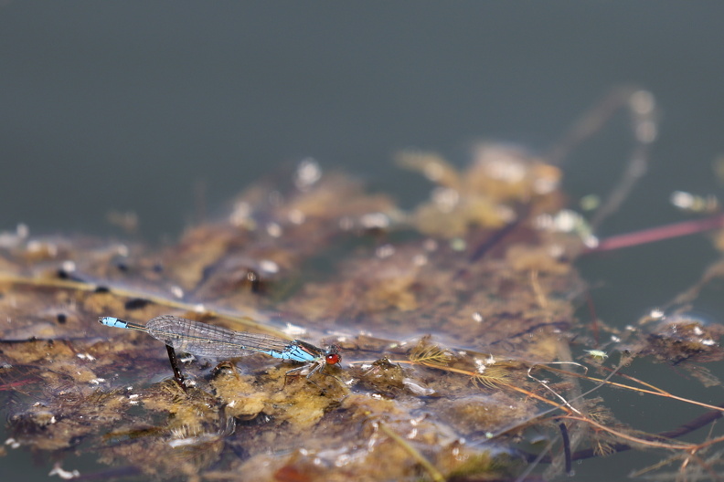 Lille Rødøjet Vandnymfe_Karpalundsdammarna_Skåne Sverige.JPK_R5_065057.web.jpg