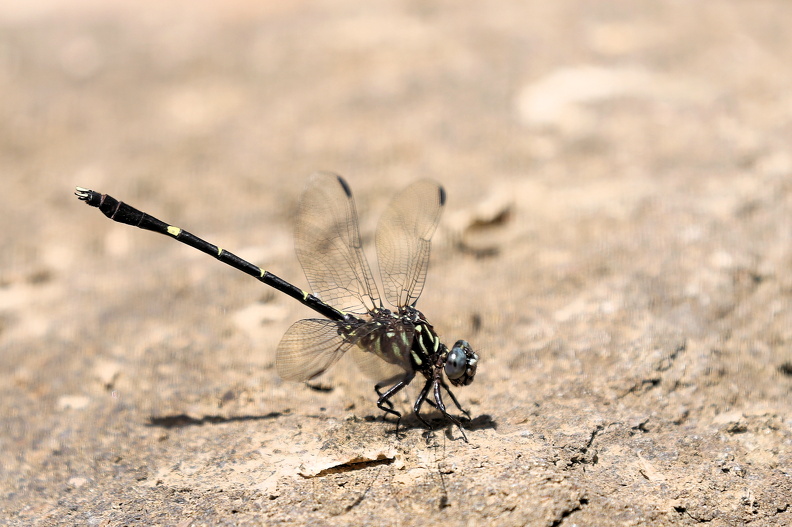 Progomphus clendoni_JPK_R5_046939.web.jpg