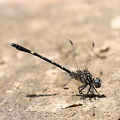 Dragonfly - Progomphus clendoni (Zebra-striped Sanddragon)