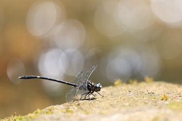 Dragonfly - Progomphus clendoni (Zebra-striped Sanddragon)