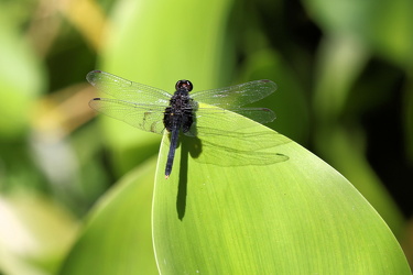 Dragonfly - Erythemis attala (Black Pondhawk)