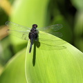 Dragonfly - Erythemis attala (Black Pondhawk)