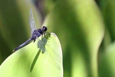 Dragonfly - Erythemis attala (Black Pondhawk)