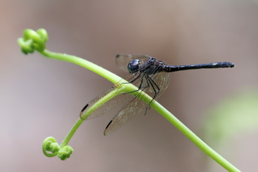 Dragonfly - Dythemis nigra (Blue-eyed Setwing)