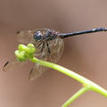 Dragonfly - Dythemis nigra (Blue-eyed Setwing)