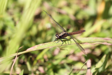 Dragonfly - Erythemis peruviana (Flame-tailed Pondhawk)