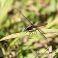 Dragonfly - Erythemis peruviana (Flame-tailed Pondhawk)