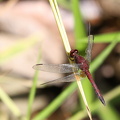 Dragonfly - Erythrodiplax fusca (Red-faced Dragonlet)