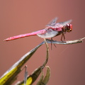 Dragonfly - Orthemis discolor (Carmine Skimmer)