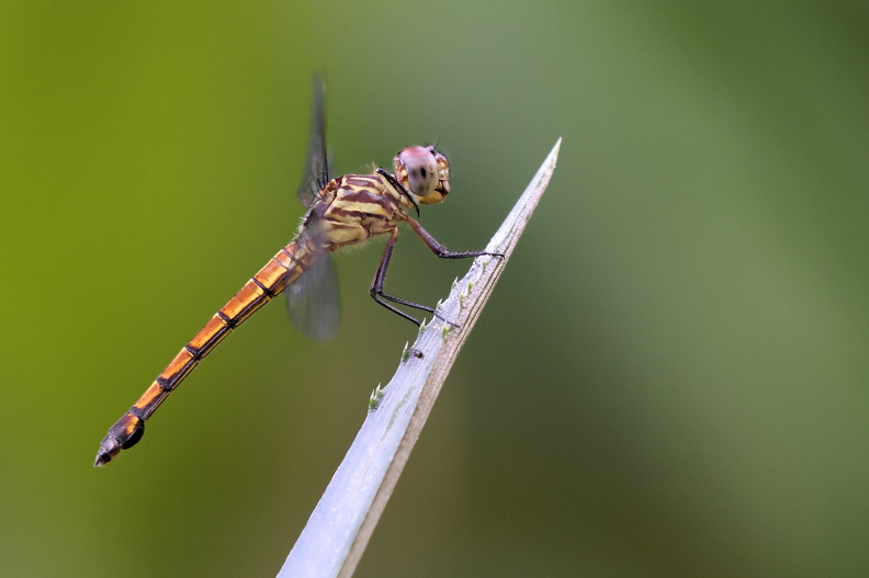 Cannaphila insularis_JPK_R5_040617.web.jpg