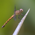 Dragonfly - Cannaphila insularis (Grey-waisted Skimmer)