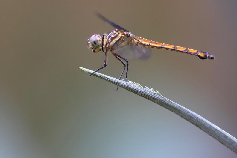 Cannaphila insularis_JPK_R5_040643.web.jpg