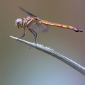 Dragonfly - Cannaphila insularis (Grey-waisted Skimmer)