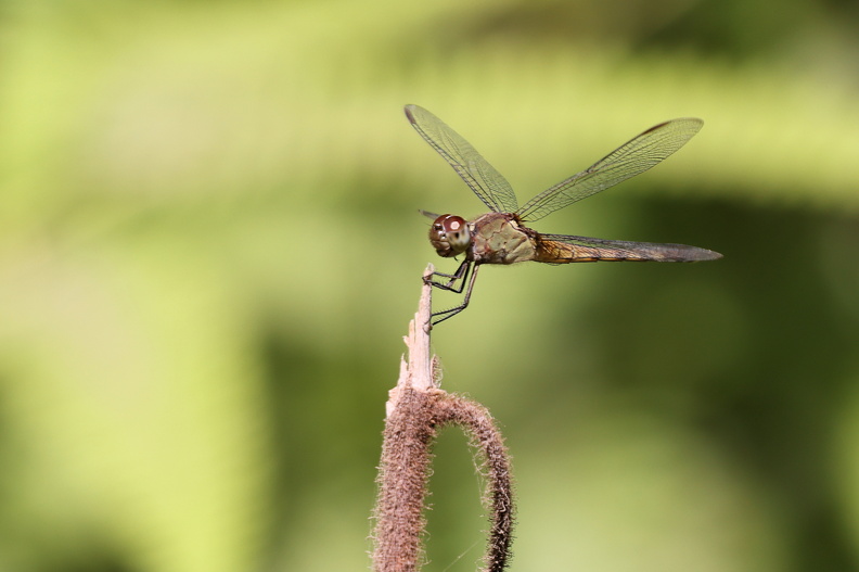 Erythrodiplax funerea_JPK_R5_040340.web.jpg