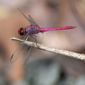Dragonfly - Orthemis discolor (Carmine Skimmer)