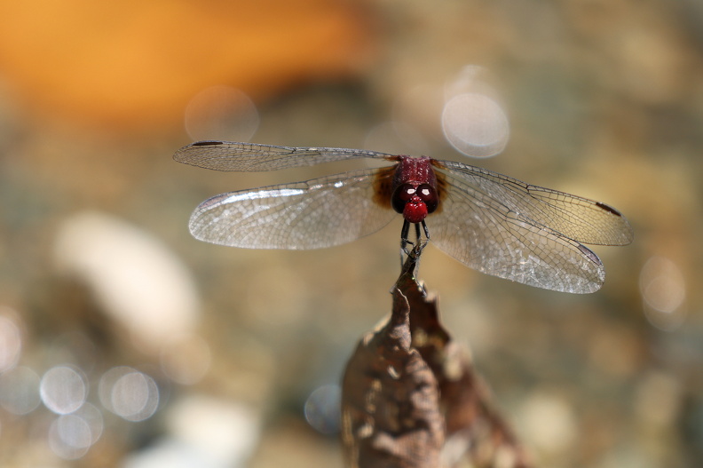 Erythrodiplax fusca spørgsmålstegn_JPK_R5_040239.web.jpg