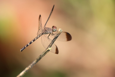 Dragonfly - Uracis imbuta (Tropical Woodskimmer)