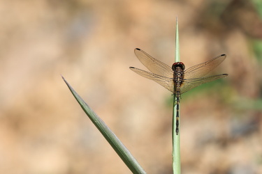 Dragonfly - Dythemis sterilis (Brown Setwing)