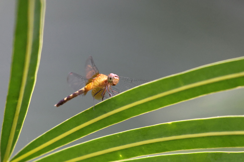 Erythrodiplax fervida_JPK_R5_039972.web.jpg