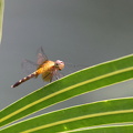 Dragonfly - Erythrodiplax fervida (Red-mantled Dragonlet)