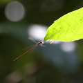 Damselfly - Protoneura amatoria (Crimson Threadtail)