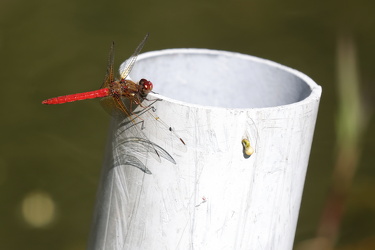 Dragonfly - Sympetrum illotum (Cardinal meadowhawk)