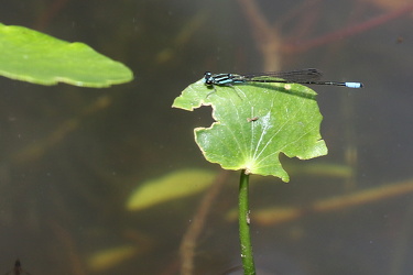 Damselfly - Acanthagrion trilobatum (Pacific Wedgetail)