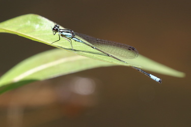 Damselfly - Acanthagrion trilobatum (Pacific Wedgetail)