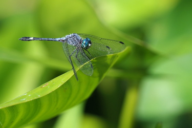 Dragonfly - Micrathyria aequalis (Spot-tailed Dasher)
