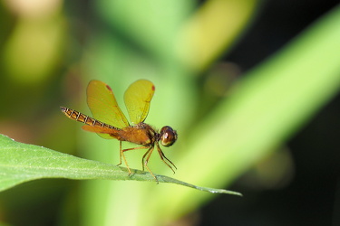 Dragonfly - Perithemis tenera (Eastern Amberwing)