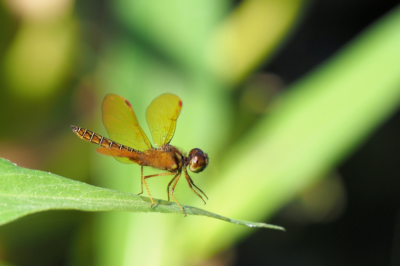 Perithemis tenera_JPK_OM-D_11022018_3291.web.jpg