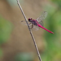 Dragonfly - Orthemis discolor (Carmine Skimmer)