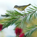 Yellow Warbler