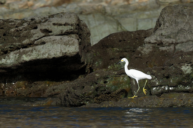 En Snowy Egret fouragerer ved klippekysten i nordenden af stranden Playa el Coco i departementet Rivas, det sydvestlige Nicaragua. JPK_OM-D_09022018_1901.web.jpg