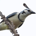 White-throated Magpie-Jay