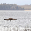 Fiskeørn