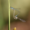 Damselfly - Acanthagrion cuyabae (Cuiabá Wedgetail)