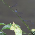 Damselfly - Acanthagrion gracile (Slender Wedgetail)