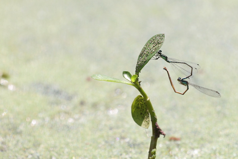 Acanthagrion lancea_JPK_R5_090518_web.jpg