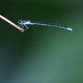 Damselfly - Acanthagrion temporale (Blue-sided Wedgetail)