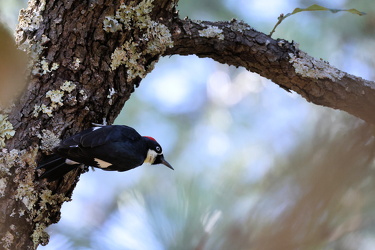 Acorn Woodpecker