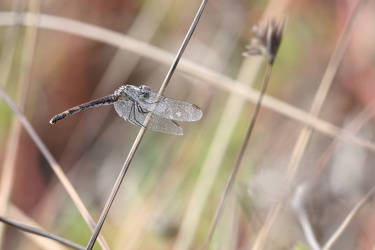Dragonfly - Erythrodiplax berenice (Seaside Dragonlet)