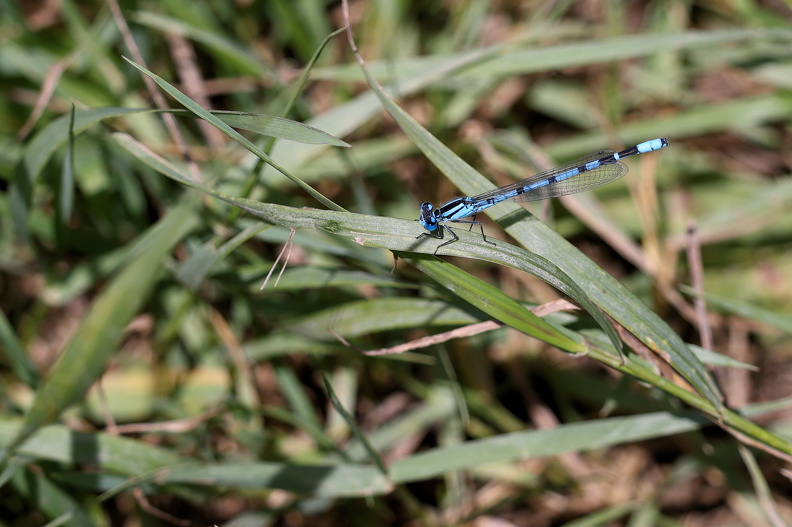 Almindelig Blåfugl_JPK_R5_115427.web.jpg