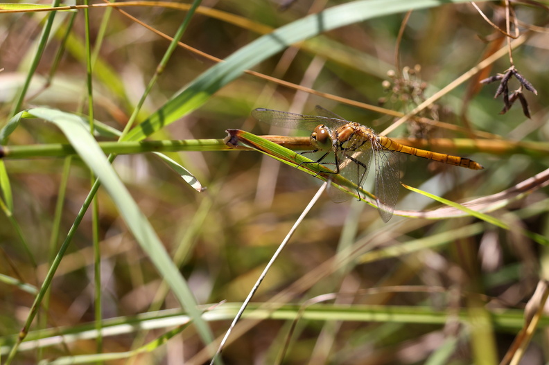 Stor Hedelibel_JPK_R5_115607.web.jpg