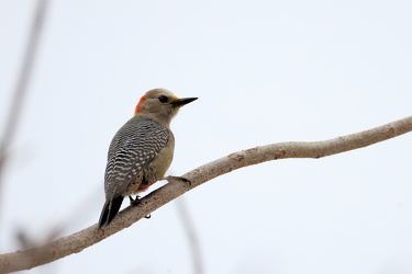 Yucatán Woodpecker